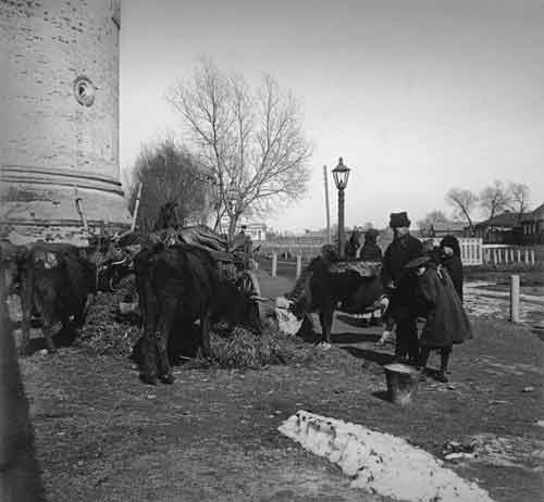 Коровы у стен Новодевичьего монастыря. 1908
