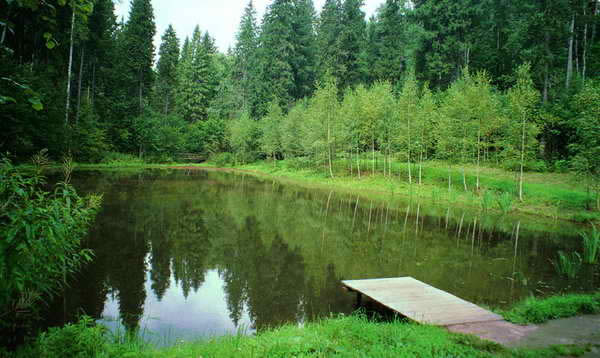Восстановленный пруд в Шахматове
